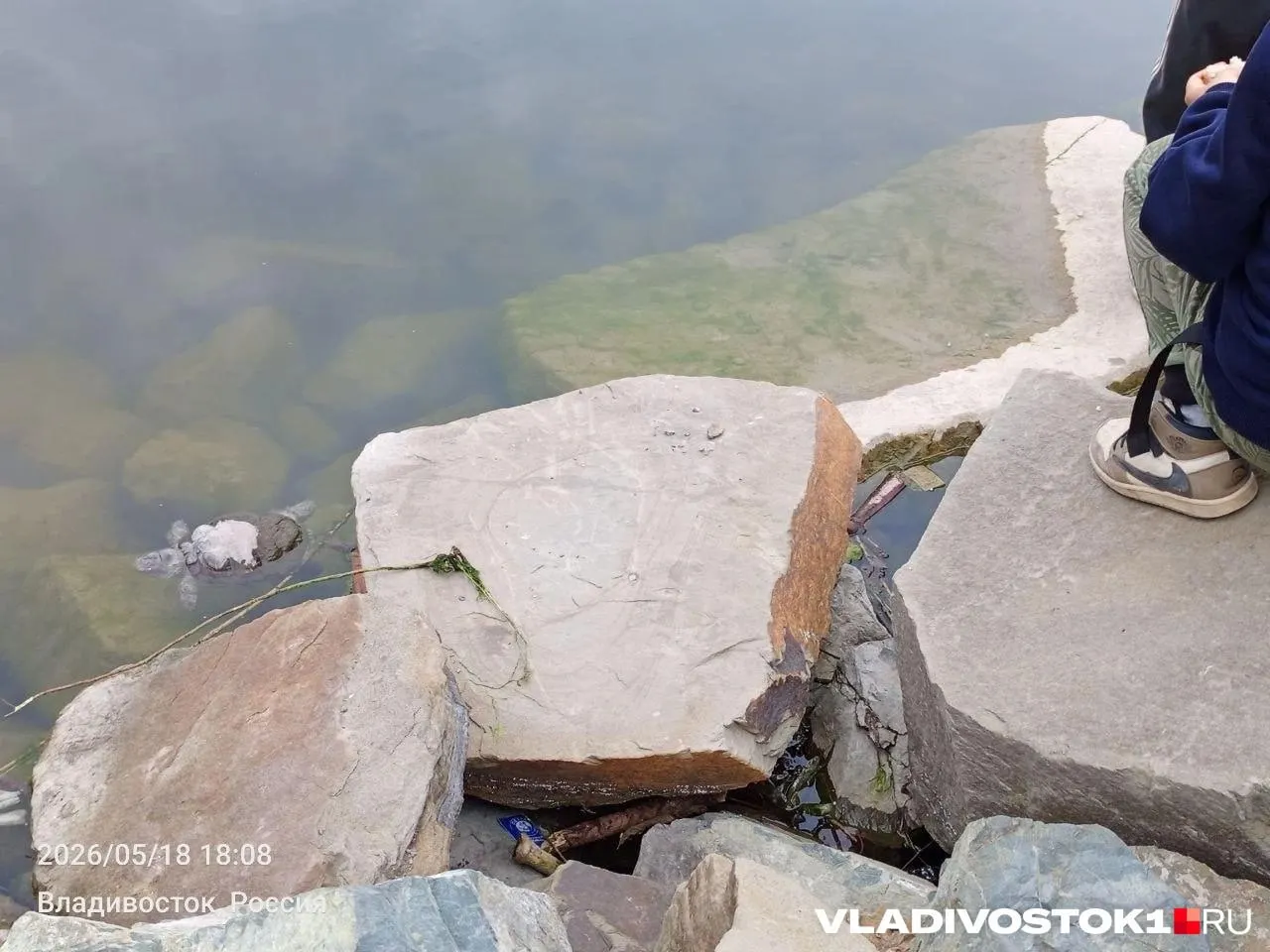 Жительница обнаружила на благоустроенном водоёме техническую плёнку, пену, скрытый мусор и погибших черепах. На обращение в власти пришёл формальный ответ, проблема остаётся нерешённой.