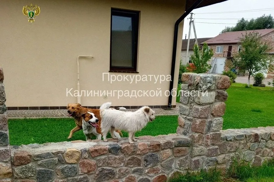 В мае 2025 года три собаки напали на пенсионерку на улице Чайковского в Немане. С владельцев животных солидарно взыскали 30 тыс. рублей, исполнение решения контролирует прокуратура.