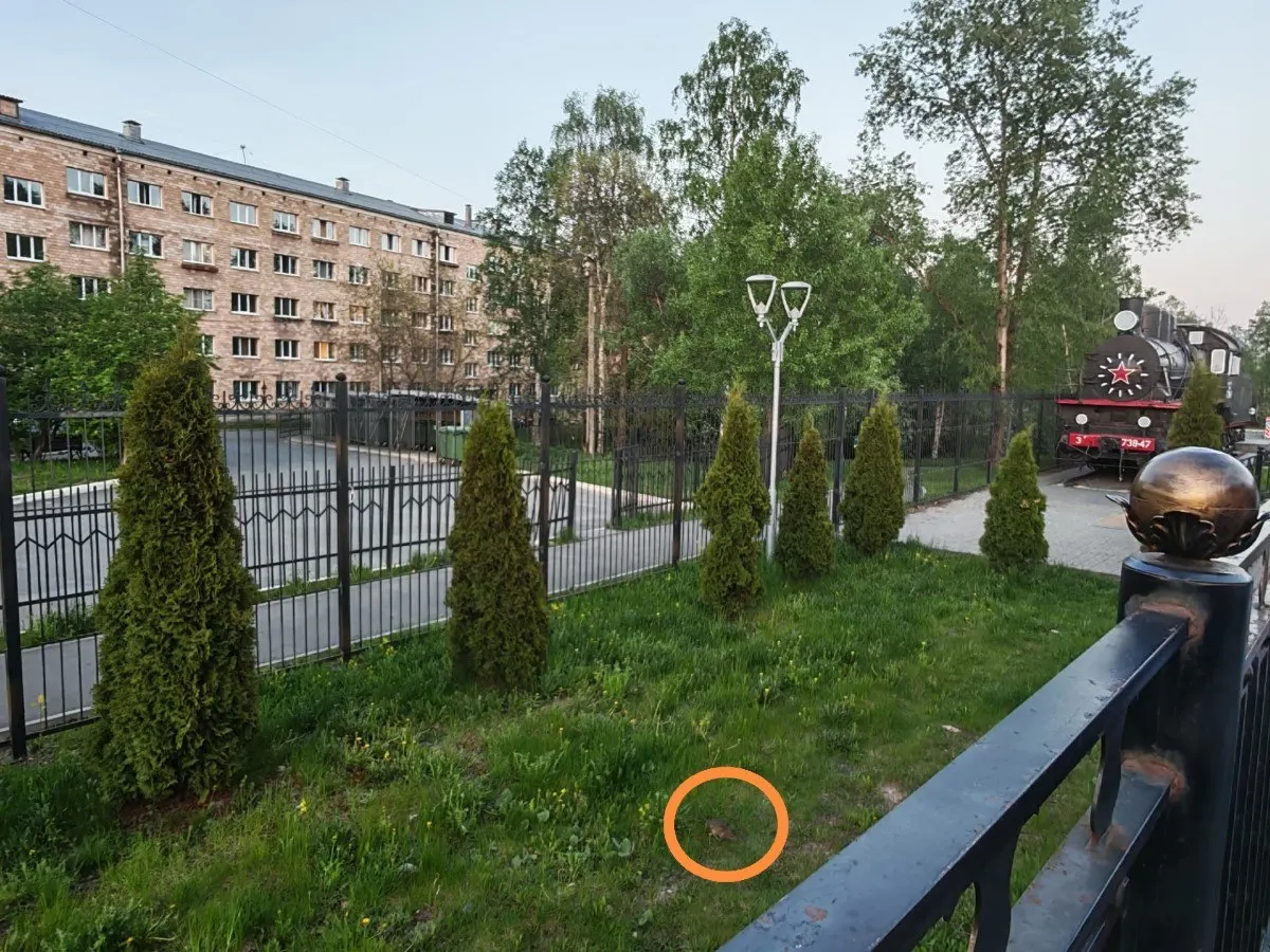 У памятника-паровоза и у мусорных контейнеров возле вокзала в Петрозаводске замечено большое количество грызунов — они не пугаются шума и людей.