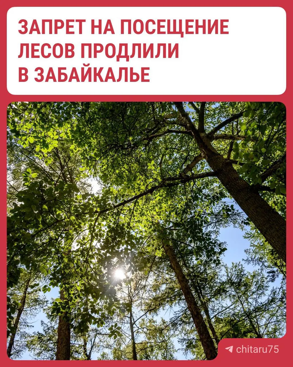 В Забайкальском крае продлили запрет на посещение лесов почти во всех районах. Въезд через лесные территории возможен только при наличии пропуска; за нарушения грозят крупные штрафы и уголовная ответственность.