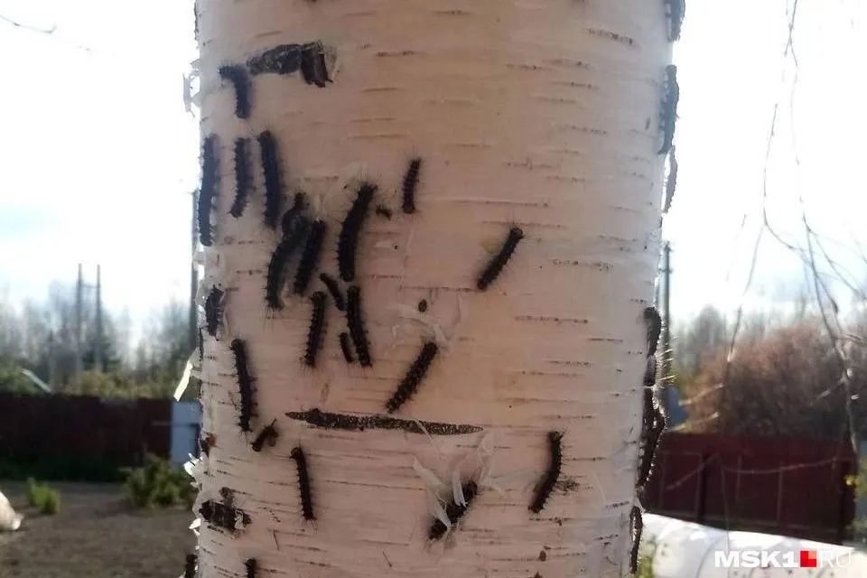 В&nbsp;Тюменской области леса атакуют тысячи гусениц непарного шелкопряда