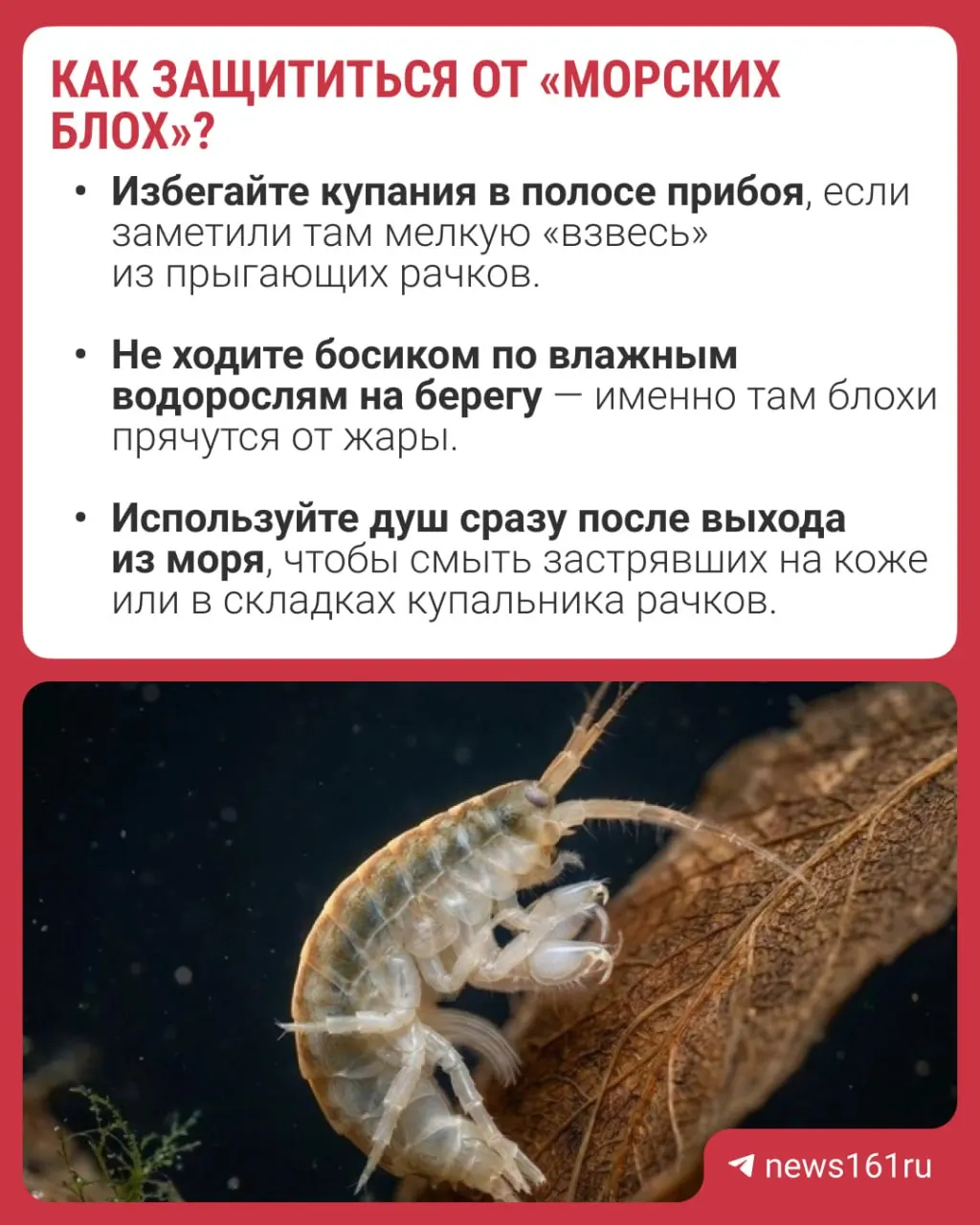 Отдыхающие жалуются на зудящие пятна после купания; учёные связывают это с возможной вспышкой хищного амфипода дикерогаммаруса из Каспия.