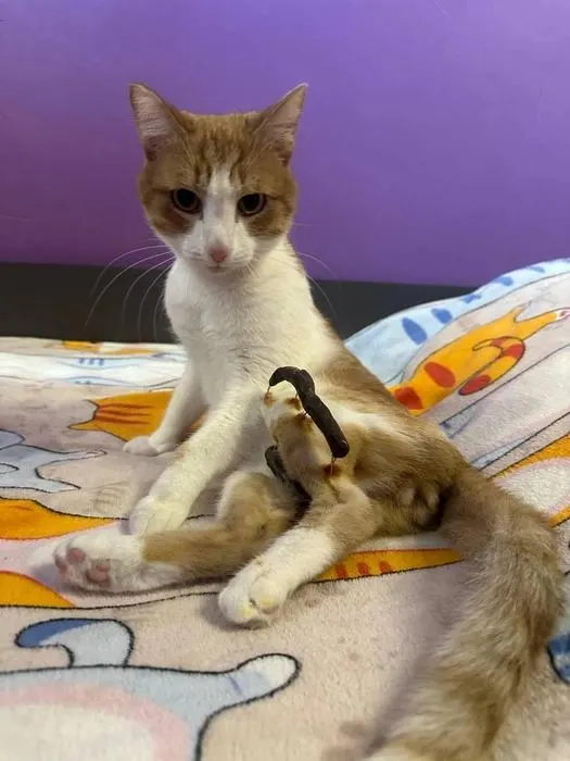 Кота привезли в приют с открытым оскольчатым переломом. После дорогостоящей операции он восстанавливается, волонтёры ищут ему постоянный дом.