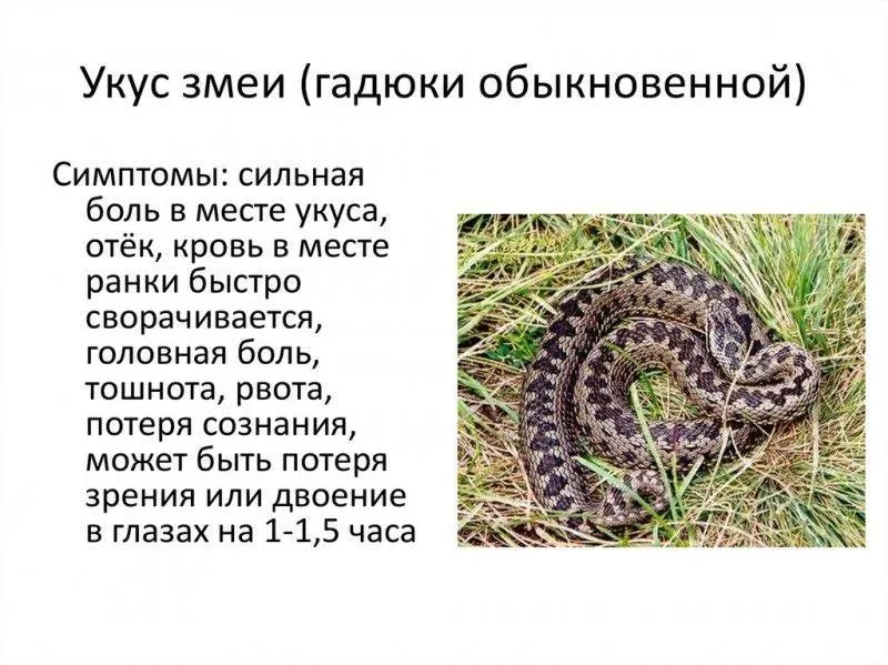 С наступлением тепла в лесах и на дачных участках региона участились встречи с гадюками. Сезон продлится до октября — властям рекомендуют соблюдать осторожность.