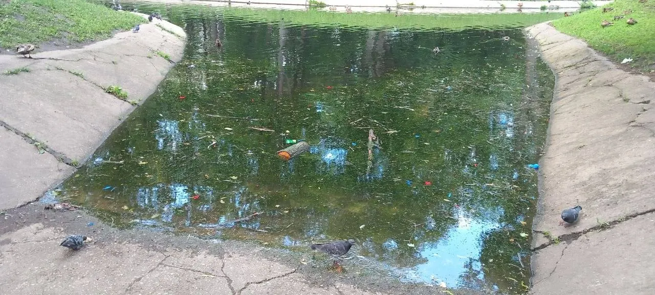 Горожане сообщили о мёртвых птицах и мусоре в воде парка Гагарина — рядом продолжают кататься отдыхающие на катамаранах.