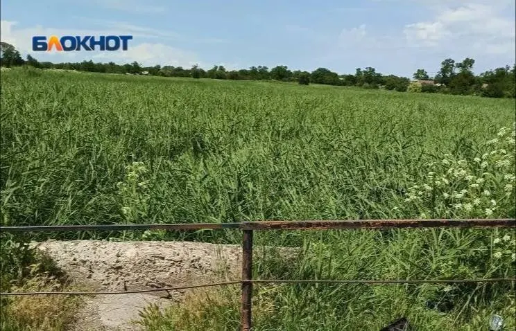В Азовском районе незаконные земляные дамбы около частных хозяйств остановили приток реки, которая десятилетиями подпитывала колодцы и местную экосистему; люди жалуются на перебои с питьевой водой.