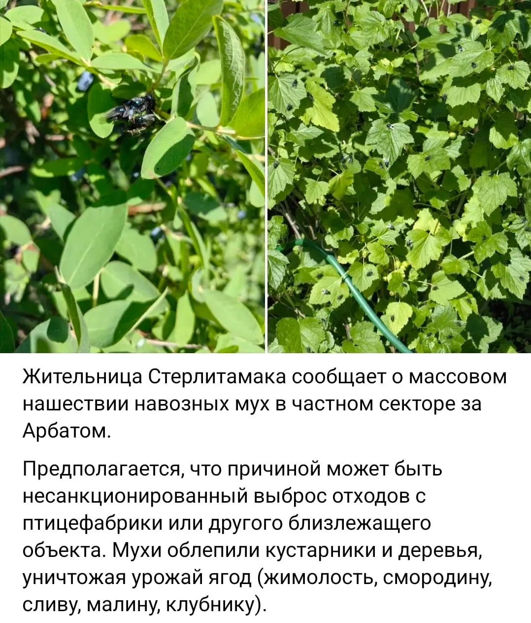 Жители частного сектора и нескольких улиц Стерлитамака жалуются на большое количество навозных мух, которые повреждают ягоды и фрукты; администрация сообщает об обработке хранилища помета и планах строительства нового объекта.