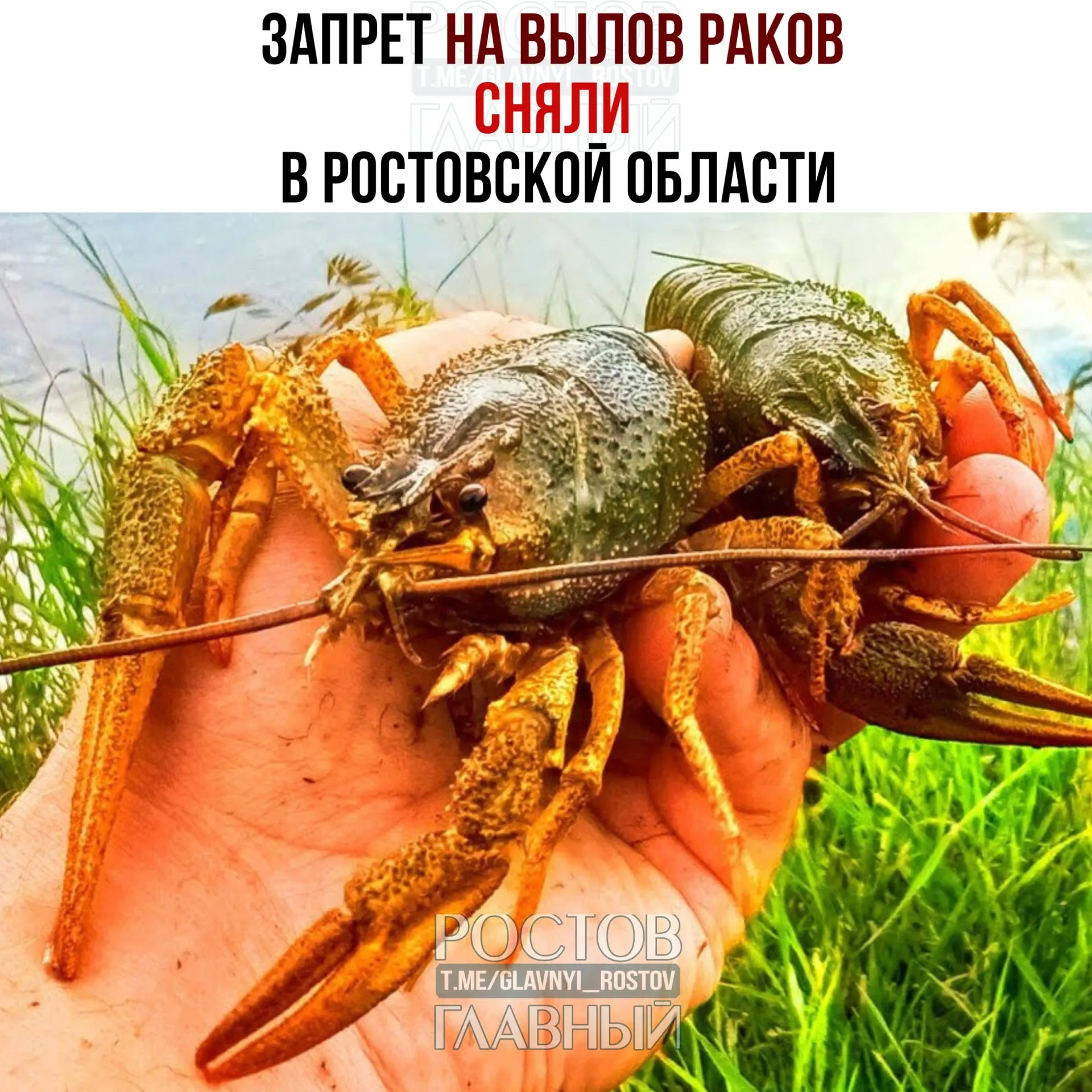 Запрет на вылов раков действовал с 1 января по 14 июня и теперь снят. Однако сохраняются ограничения: не более 30 особей на человека, минимальная длина — 9 см, лов возможен только с использованием раколовок. В Цимлянском водохранилище запрет продлён до 15 сентября, за нарушения предусмотрены штрафы.