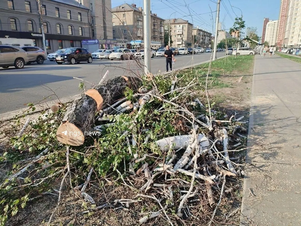 В Новосибирске на улице Дуси Ковальчук снесли 134 аварийных дерева и обрезали 30: местные жалуются, что многие берёзы были зелёными. Посадки новых деревьев зависят от выделения целевого финансирования.
