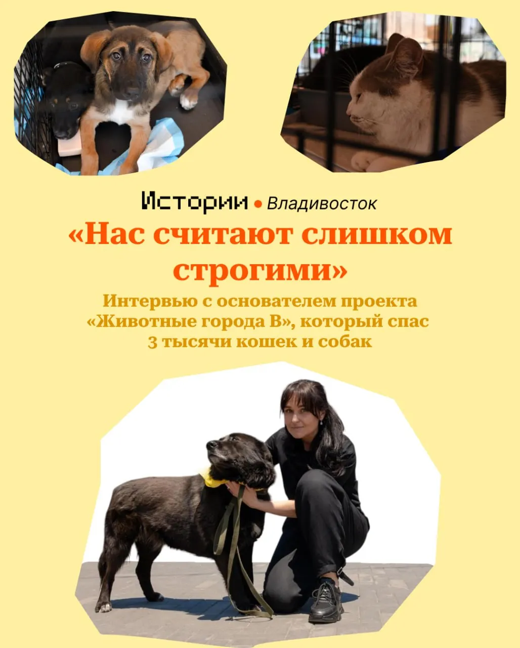 Проект-агрегатор волонтёров помог пристроить примерно 3 тысячи животных: раненых, брошенных и тех, кто оказался слишком мал, чтобы жить на улице. Пристройства проходят на регулярных выставках-раздачах.