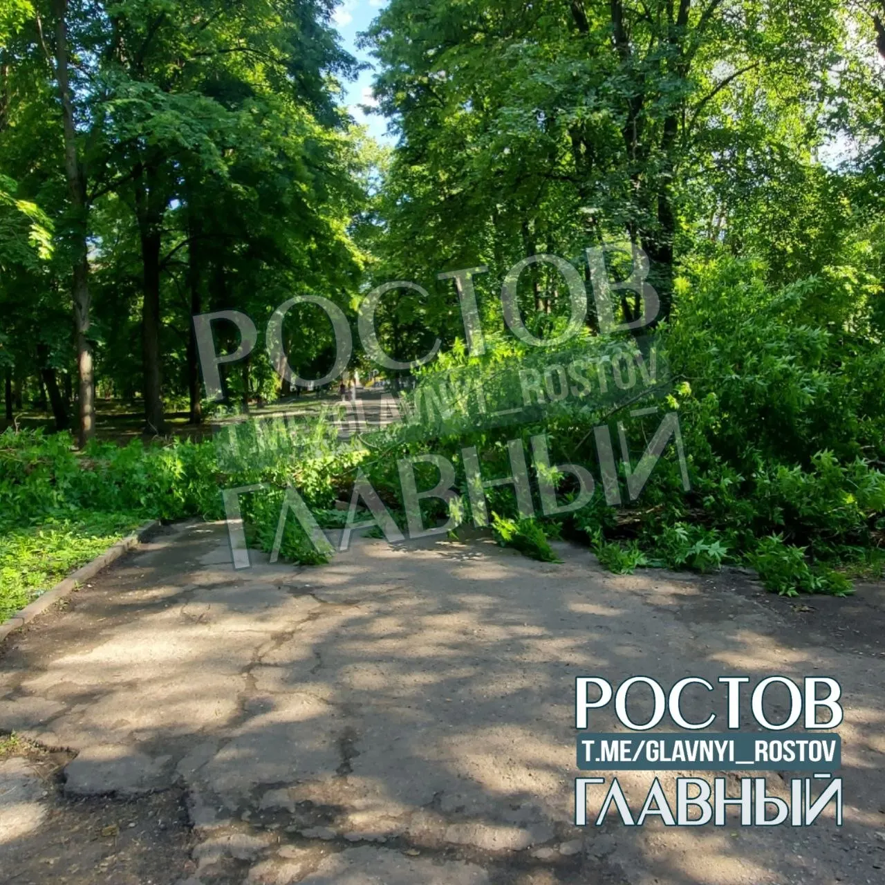 Во время прогулки по аллее парка внезапно рухнуло большое дерево. К счастью, рядом никого не оказалось — пострадавших нет.