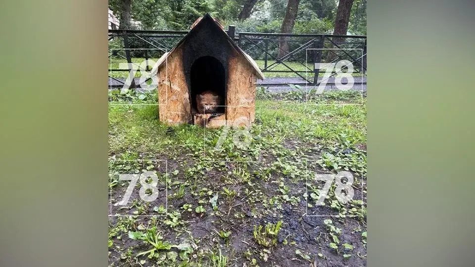 Ночью на улице Фрунзе 71‑летняя женщина устроила поджог — пострадавших нет, повреждены укрытия для животных; ей грозит до пяти лет лишения свободы.