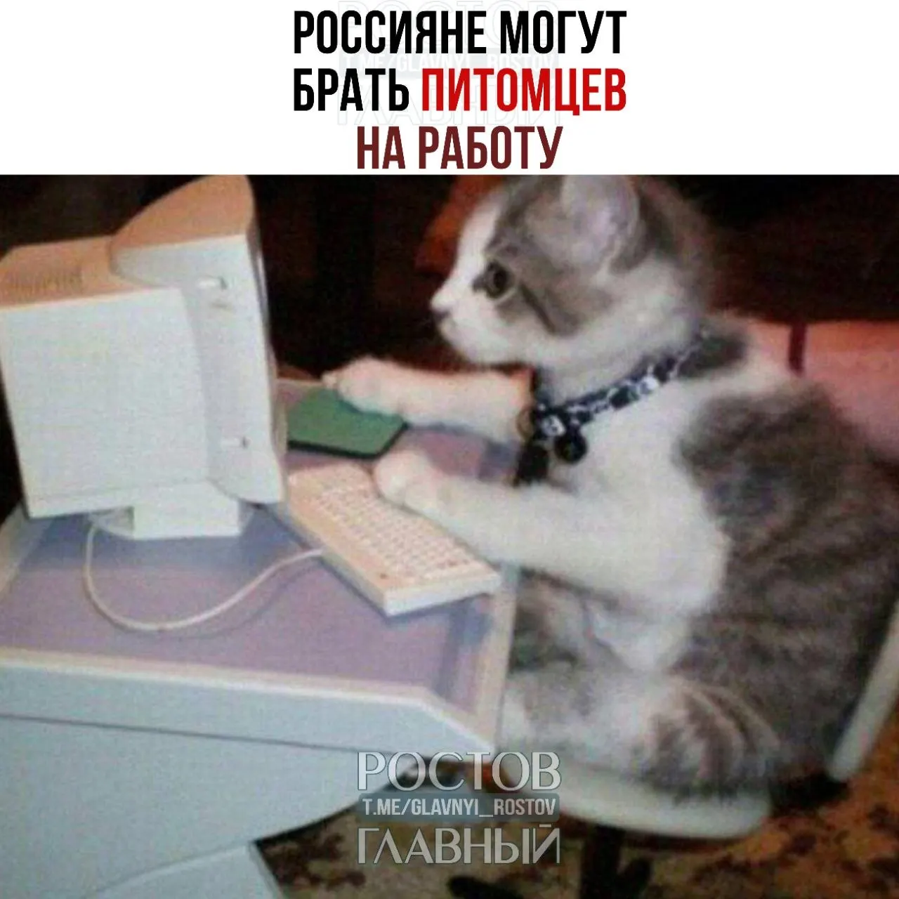 Чтобы приводить животных в офис, нужно письменное разрешение руководителя. В ТК нет прямых запретов на конкретные виды питомцев, главное — обеспечить безопасность для всех сотрудников.