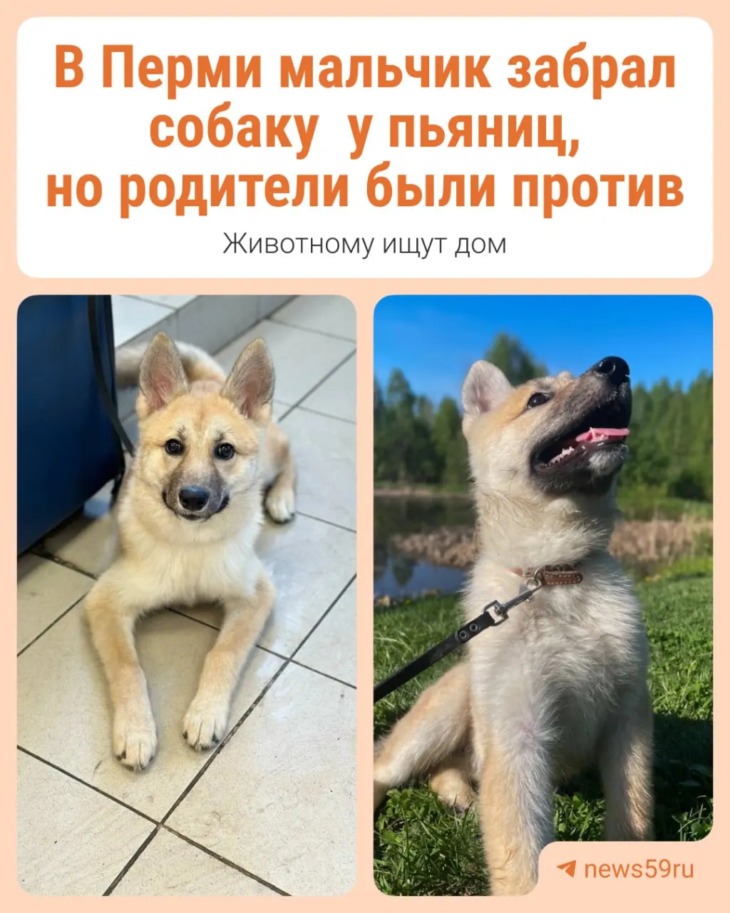 Десятилетний мальчик забрал собаку по кличке Акита‑Кита у людей в состоянии опьянения, но родители потребовали вернуть животное. Ветеринарная клиника приняла собаку и сообщила в приют «Доброе сердце», который теперь ищет для неё новый дом. Контакт: Ольга, +7 919 467-23-57.