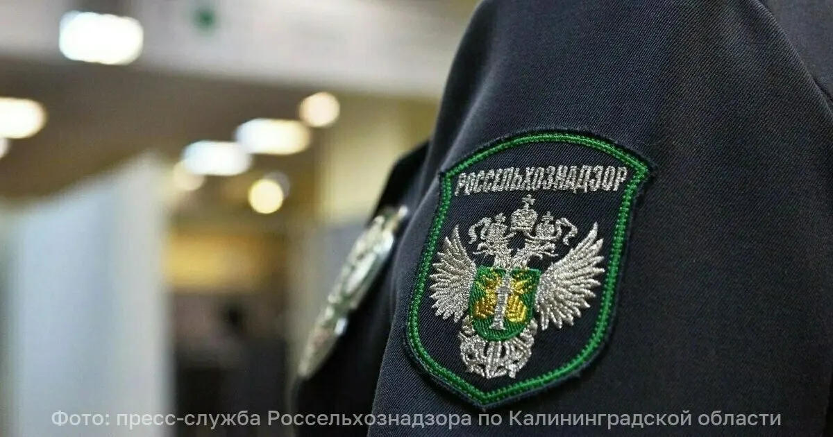 Проверка в Калининграде показала, что творожные сырки со сгущёнкой наполняли заменителем молочного жира. В результате Россельхознадзор аннулировал декларацию производителя.
