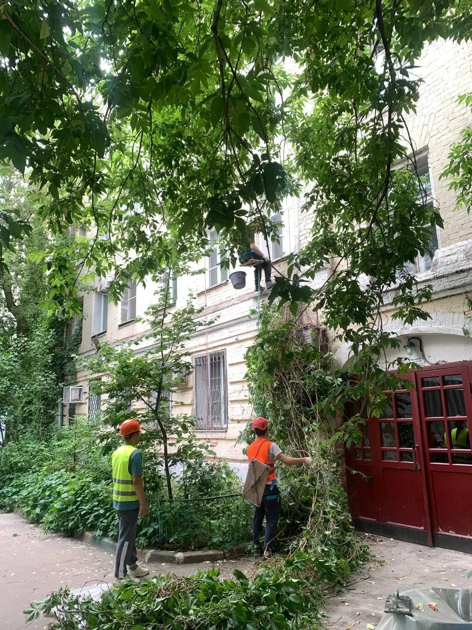 Во время капитального ремонта фасада со стены дома на Хитровке сняли старый девичий виноград, который многие считали местной достопримечательностью. Жители пытались спасти растения и направили жалобы в надзорные органы из‑за опасений за историческую кирпичную кладку.
