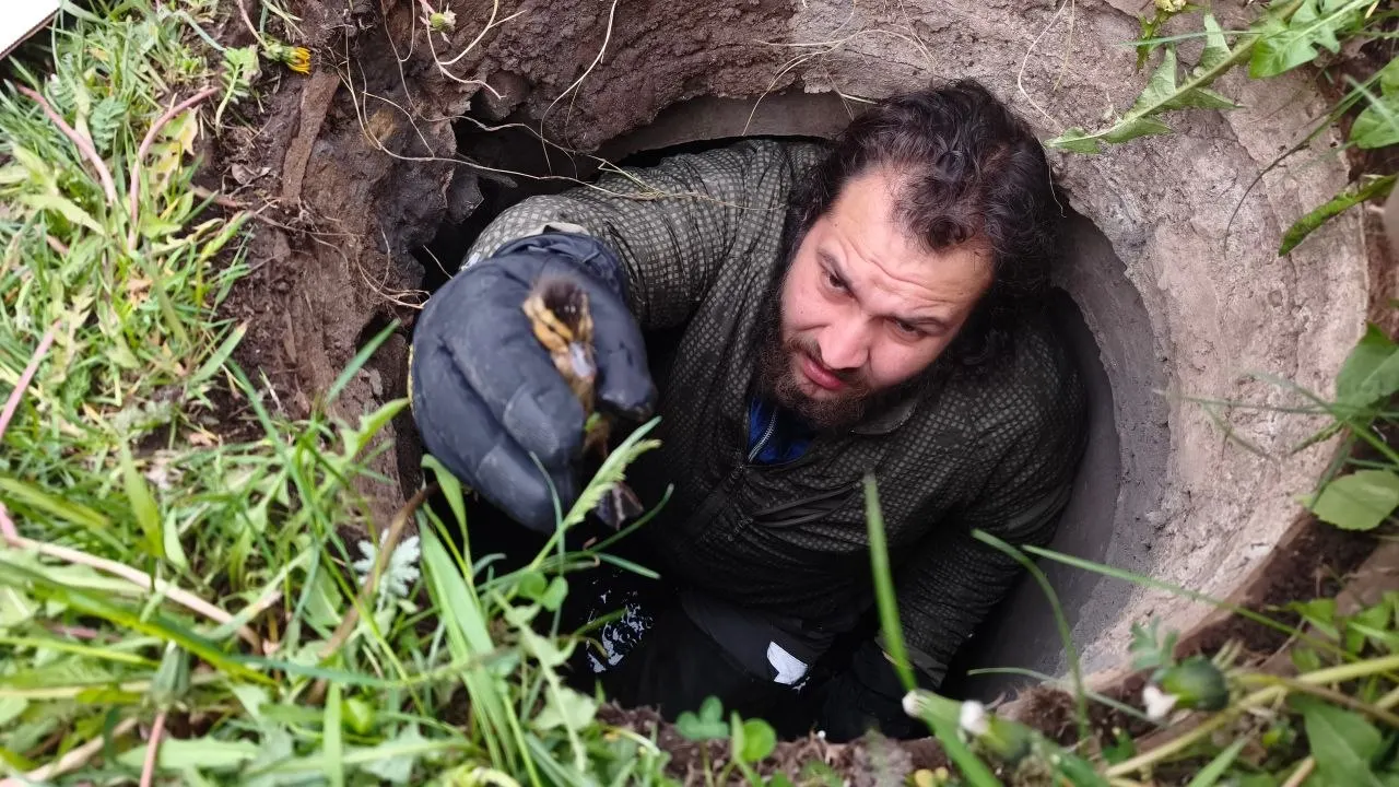 Во время перехода через дорогу один из утят поскользнулся и упал в сливное отверстие колодца. Его достали волонтёры и передали в центр помощи диким животным «Сирин».