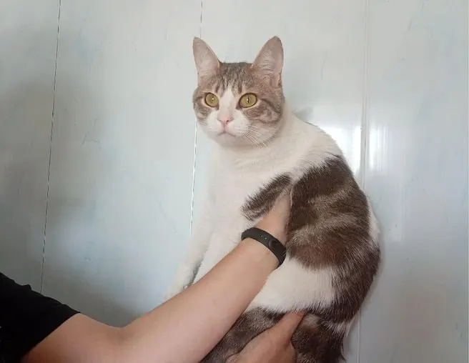 Кота, найденного во дворе, временно разместили в приюте. Ему около года, он кастрирован, дружелюбный и игривый. В ближайшее время его вакцинируют и чипируют; волонтёры помогают найти ему новый дом.