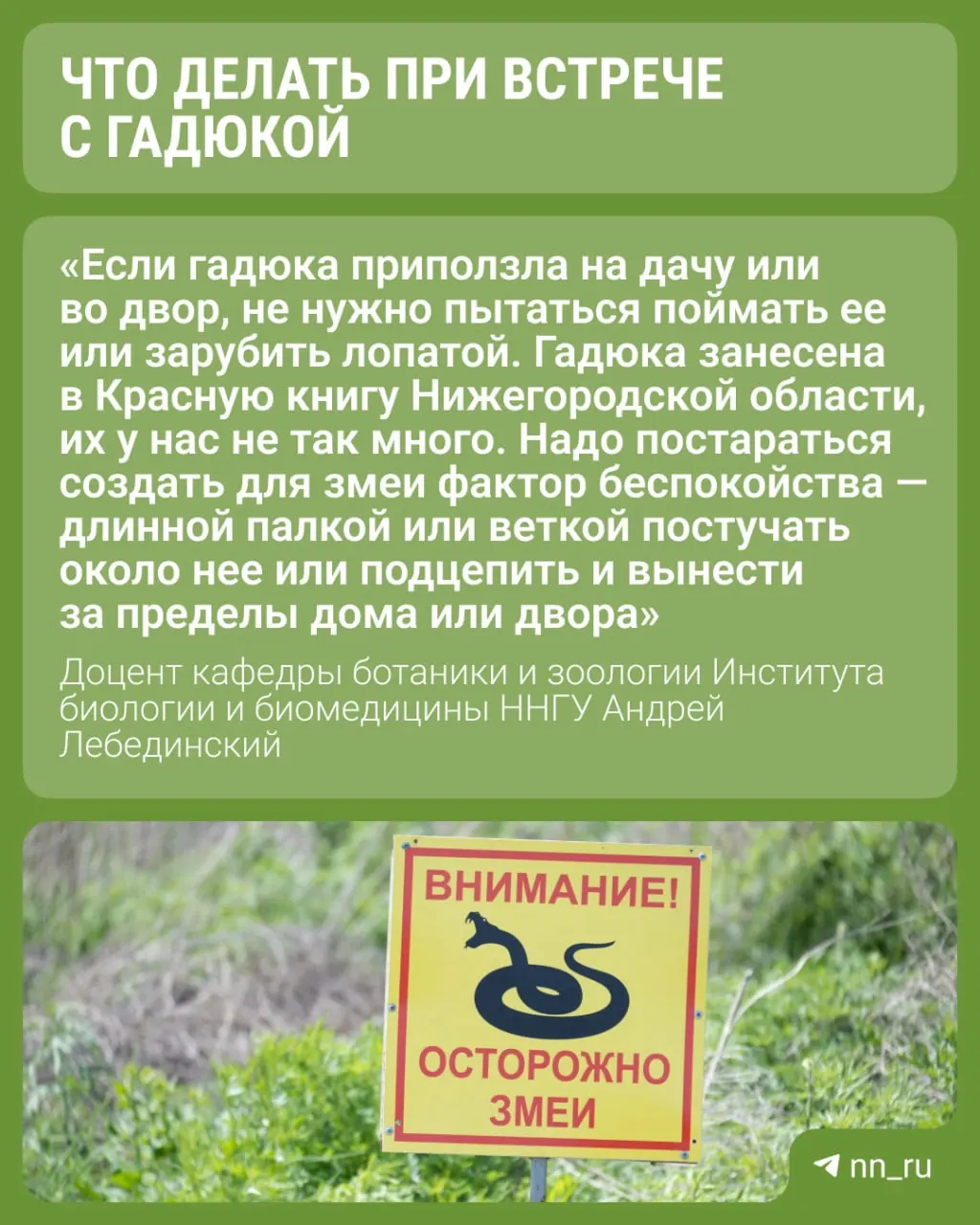 Доцент кафедры ботаники и зоологии ННГУ Андрей Лебединский объясняет, когда гадюка представляет опасность и какие простые меры предосторожности помогут избежать укуса.