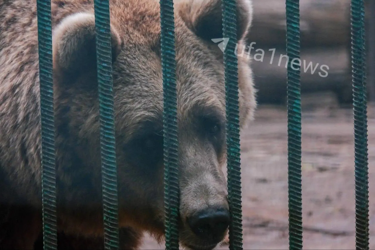 Жительница предложила обустроить в парке зоопарк с прудами и водопадами, но инспектор по зелёным насаждениям объяснил, что карстовые провалы делают это невозможным; власти подбирают альтернативную площадку.