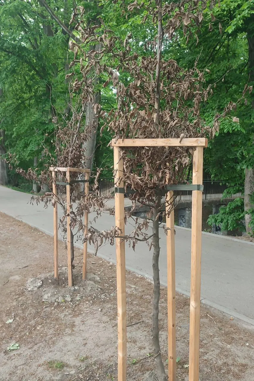 После массовых посадок в городе многие саженцы погибают из‑за отсутствия ухода: по оценкам, более 60% новых насаждений не переживают первый год.