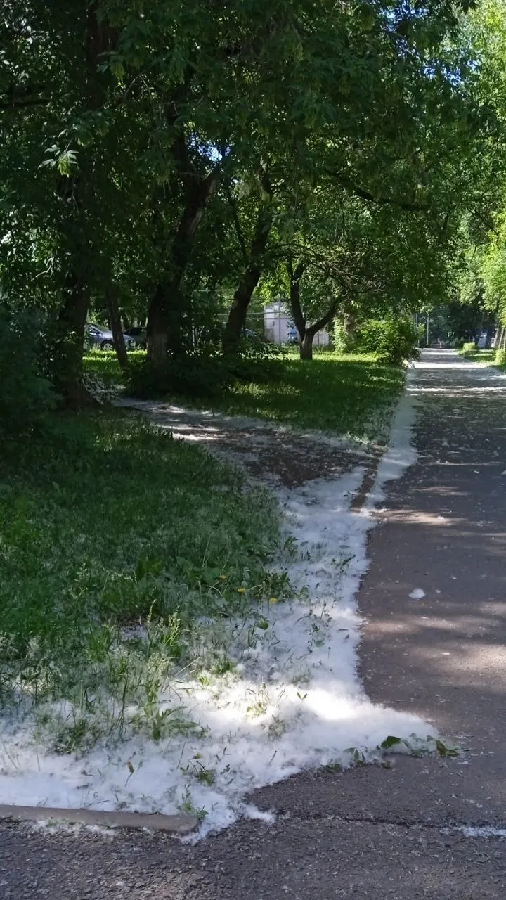 Жители жалуются, что несмотря на обновление техники в городе, окраинные улицы остаются неубранными: пешеходные дорожки на Блюхера покрыты отцветшими соцветиями тополей.