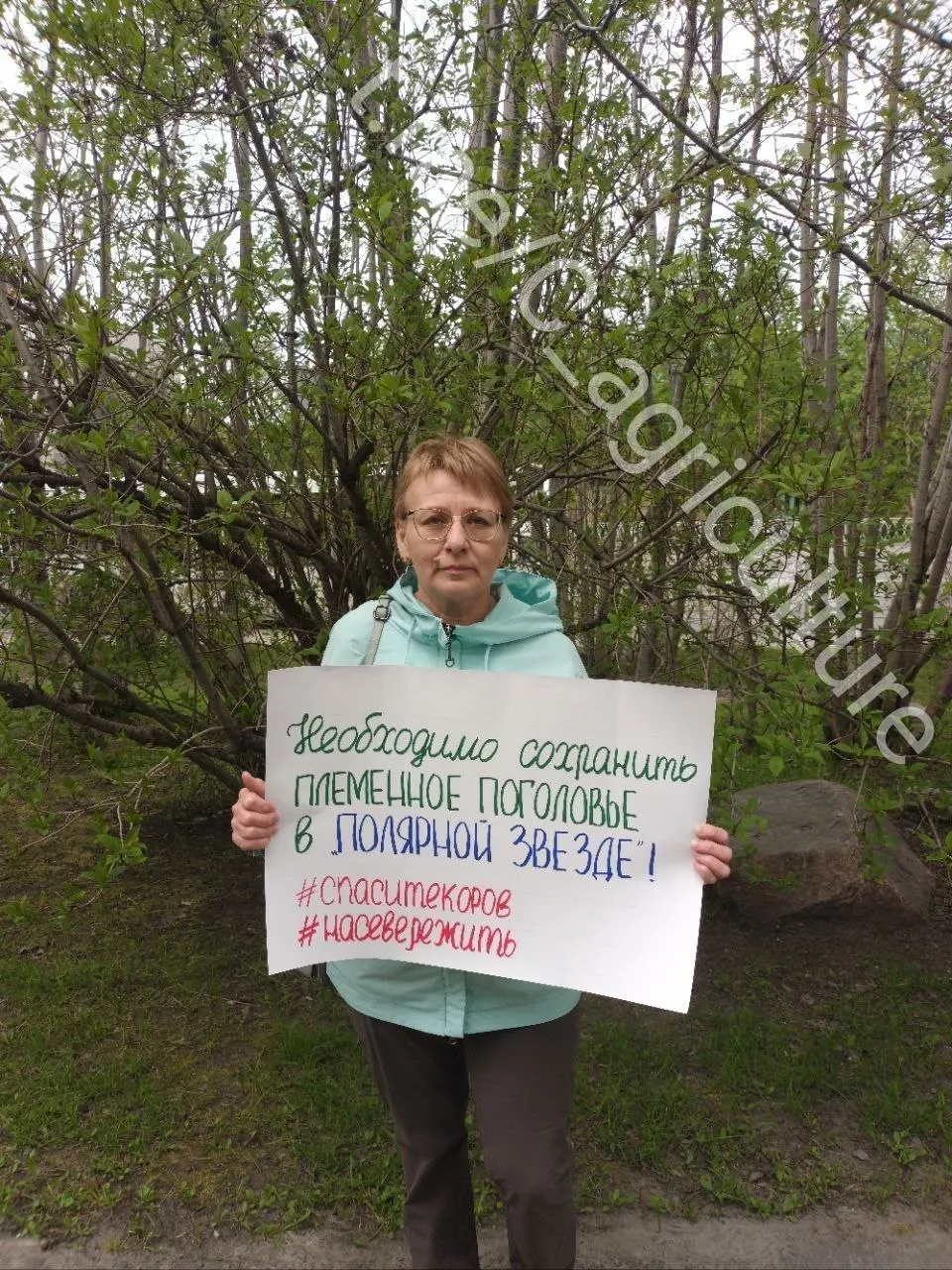 Жители Мурманской области проводят одиночные пикеты и собрали петицию, требуя спасти молочную ферму с уникальной племенной породой коров: поголовье сократилось с 1500 до 400 из‑за экономических трудностей.