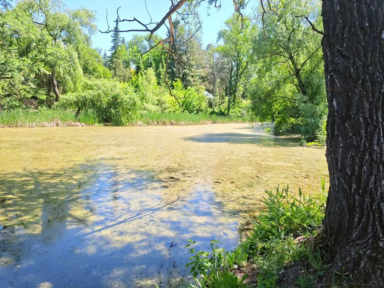 Нижний пруд Ботанического сада покрыт на 80–85% водорослями, вода мутная, звучность лягушек исчезла, утки ушли в верхний пруд. Сотрудники называют три вероятные причины, а биолог считает водоём уже не восстановить без вмешательства.