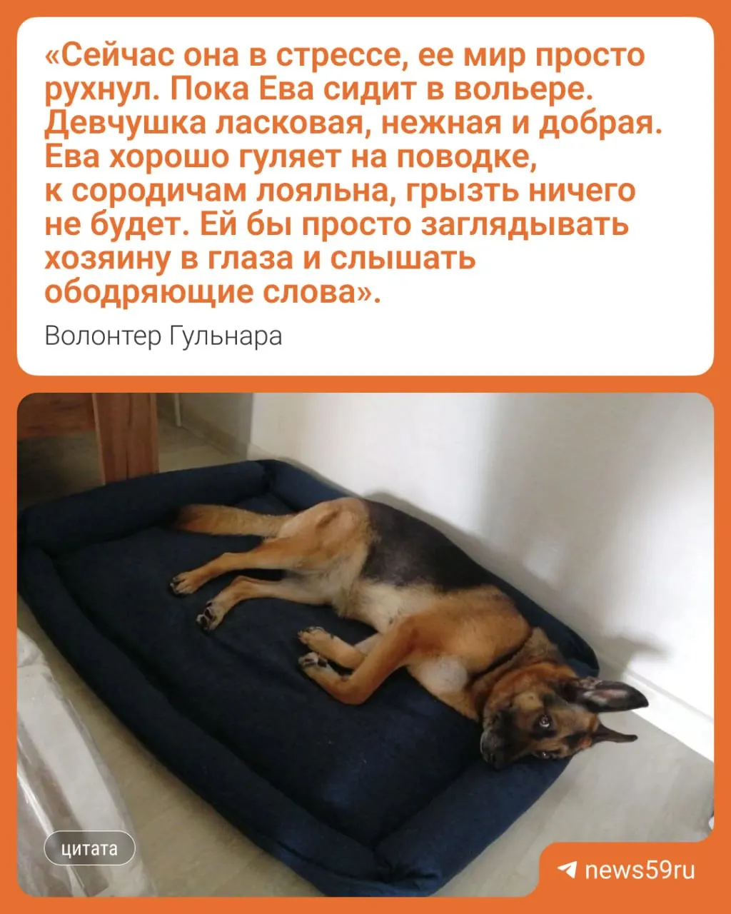 Немецкая овчарка три дня пробыла в квартире на месте преступления вместе с котом без еды и воды; сейчас её временно разместили в приюте, волонтеры ищут ей новый дом.
