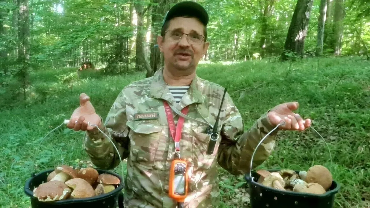 Микологи объясняют, что летние грибы часто бывают заселены личинками, но они не опасны для человека: достаточно удалить повреждённые участки и правильно хранить урожай.
