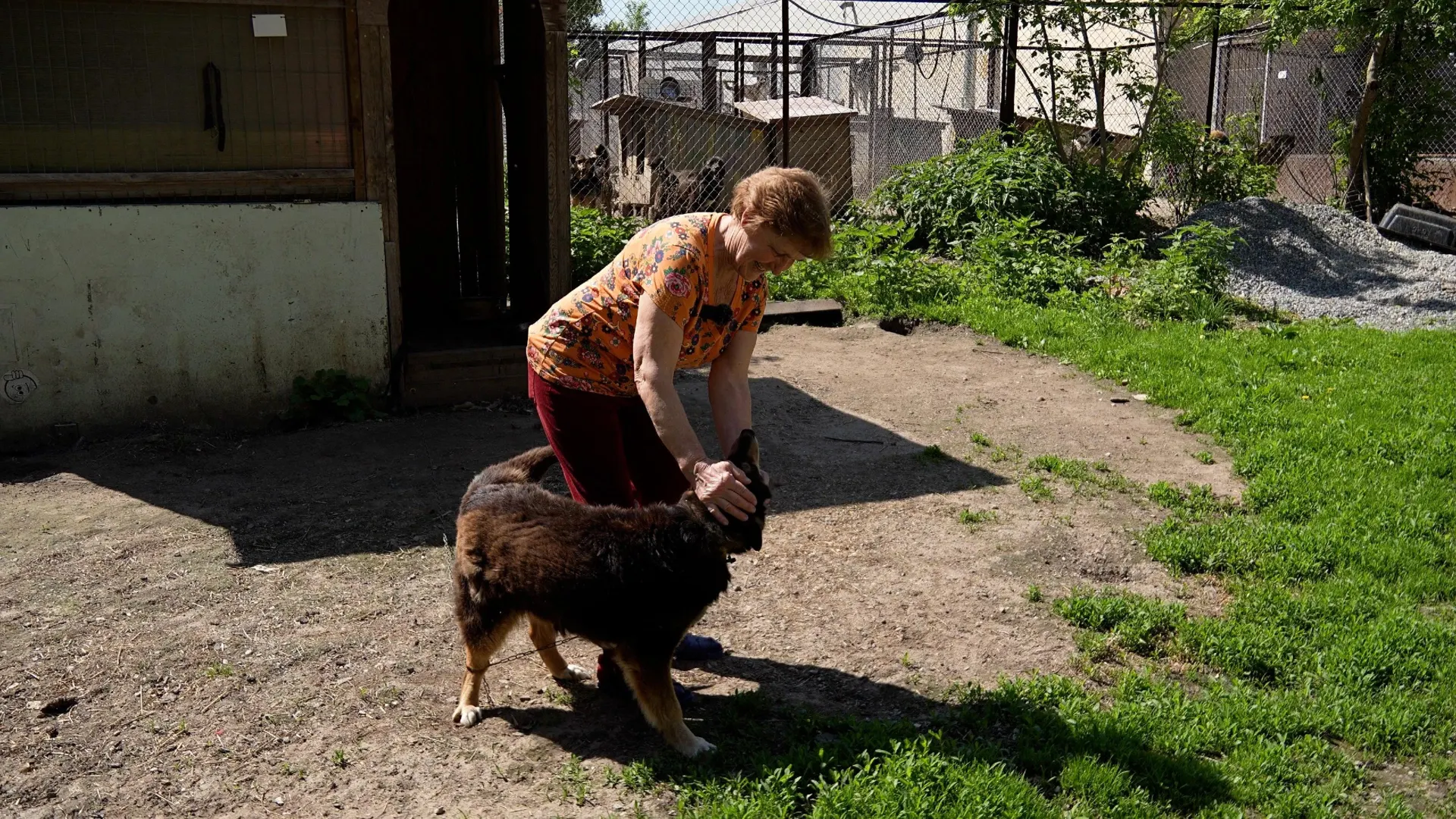 Галина Клебче организовала приют, где сейчас около 250 собак. Почти два десятка лет она живёт на его территории, заботится о животных вместе с волонтёрами и по ночам охраняет участок.