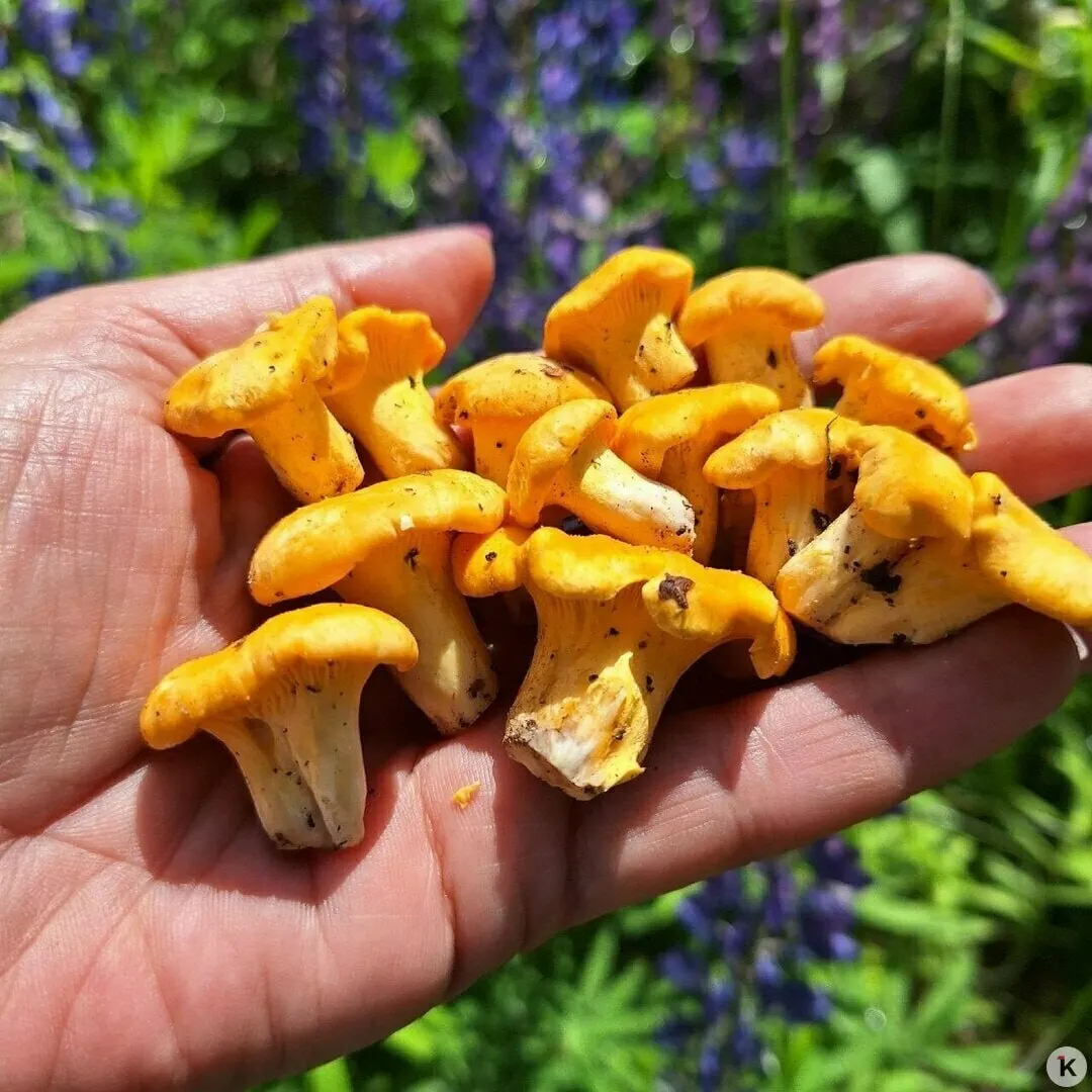 В лесах региона после затяжной холодной погоды впервые в сезоне обнаружены лисички — грибники отмечают, что пока урожаи небольшие и не везде, но рост замечен, особенно в Багратионовском районе.
