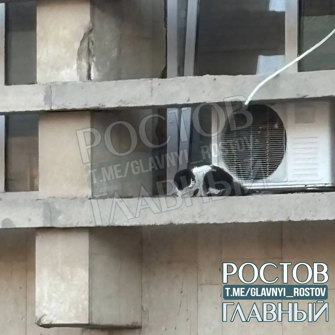 Жительница сообщает, что кошка больше суток сидит в труднодоступном месте без еды и воды; обращения в службы не дали результата, просят помощи у горожан.