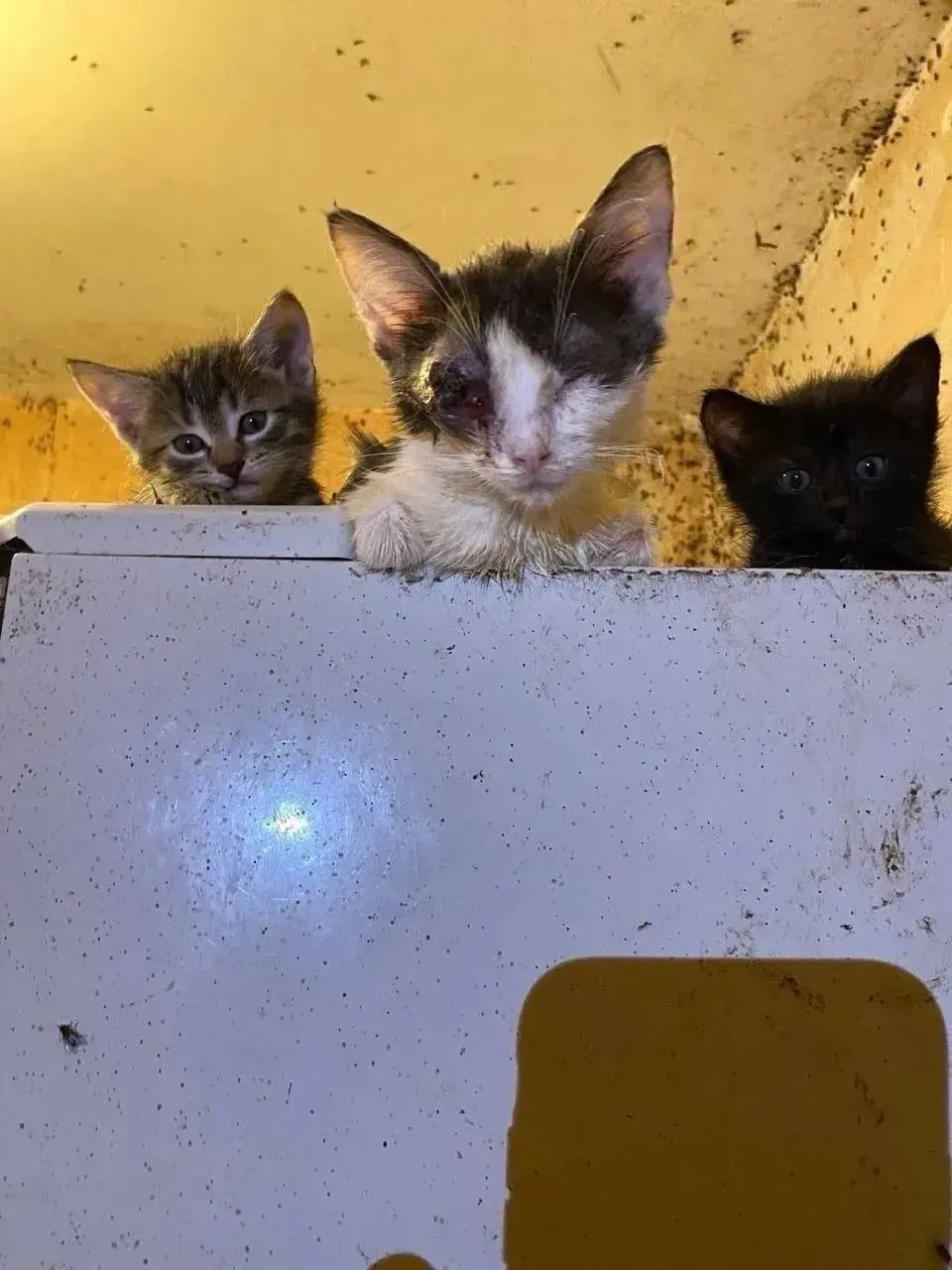 Александр Мудров опубликовал фото кота Геры, спасённого из квартиры, где животное содержали жестоко, и выразил надежду, что принудительное лечение оправдает себя после решения суда освободить Андрея Петрова от уголовной ответственности.
