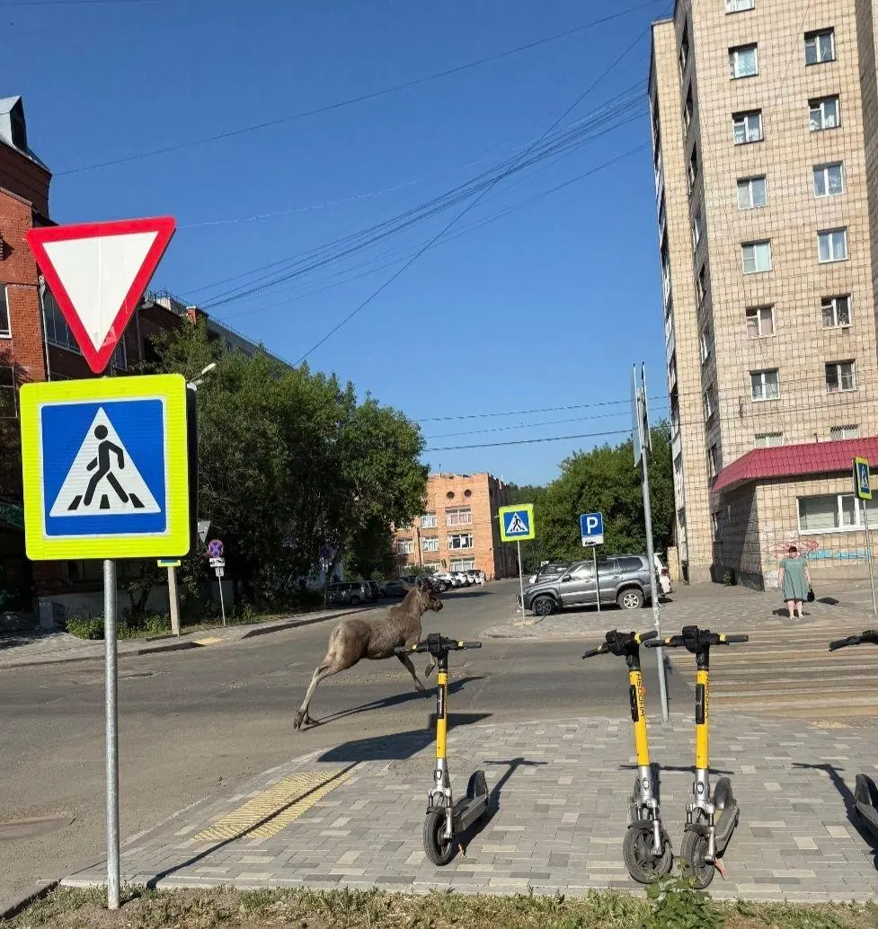 Несколько молодых лосей вечером прогуливались по улицам Томска — их заметили на Кулева, затем животные пробежали по Советской и через Нахимова; вскоре их вернули в лес.