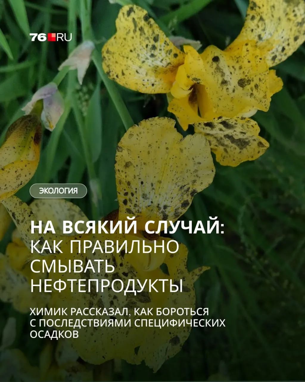14 июня в нескольких округах Ярославской области выпали черные осадки после пожара на нефтехранилище в Рыбинске. Власти объяснили потемнение дождевой воды как сажу, а специалист рассказал, как безопасно удалять нефтяные загрязнения с кожи, одежды и шерсти животных.