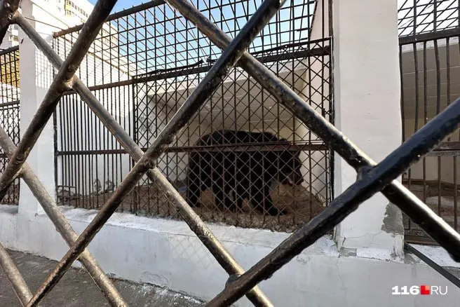Управление культуры признало устаревшие вольеры и пообещало в рамках реконструкции зооботсада построить для медведя более просторный комплекс, сроки работ не уточняются.