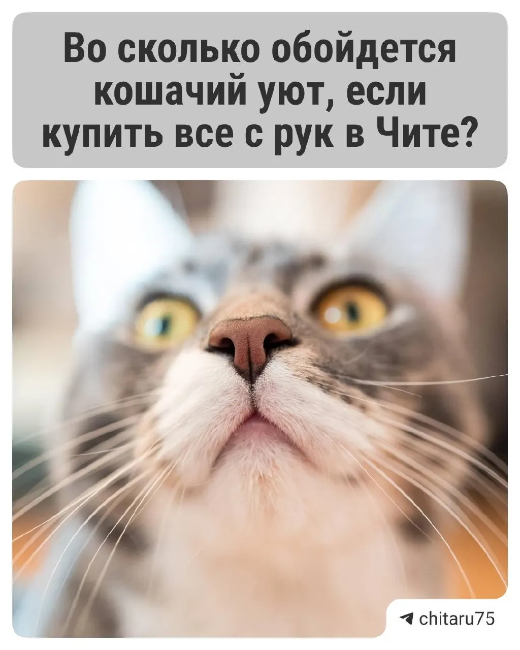 В Дальневосточном федеральном округе за год значительно увеличились продажи товаров для кошек: лежанки, домики, когтеточки и миски. По оценкам, базовый набор для питомца можно собрать примерно за 5 тысяч рублей, а подержанные товары в среднем дешевле новых на 25%.