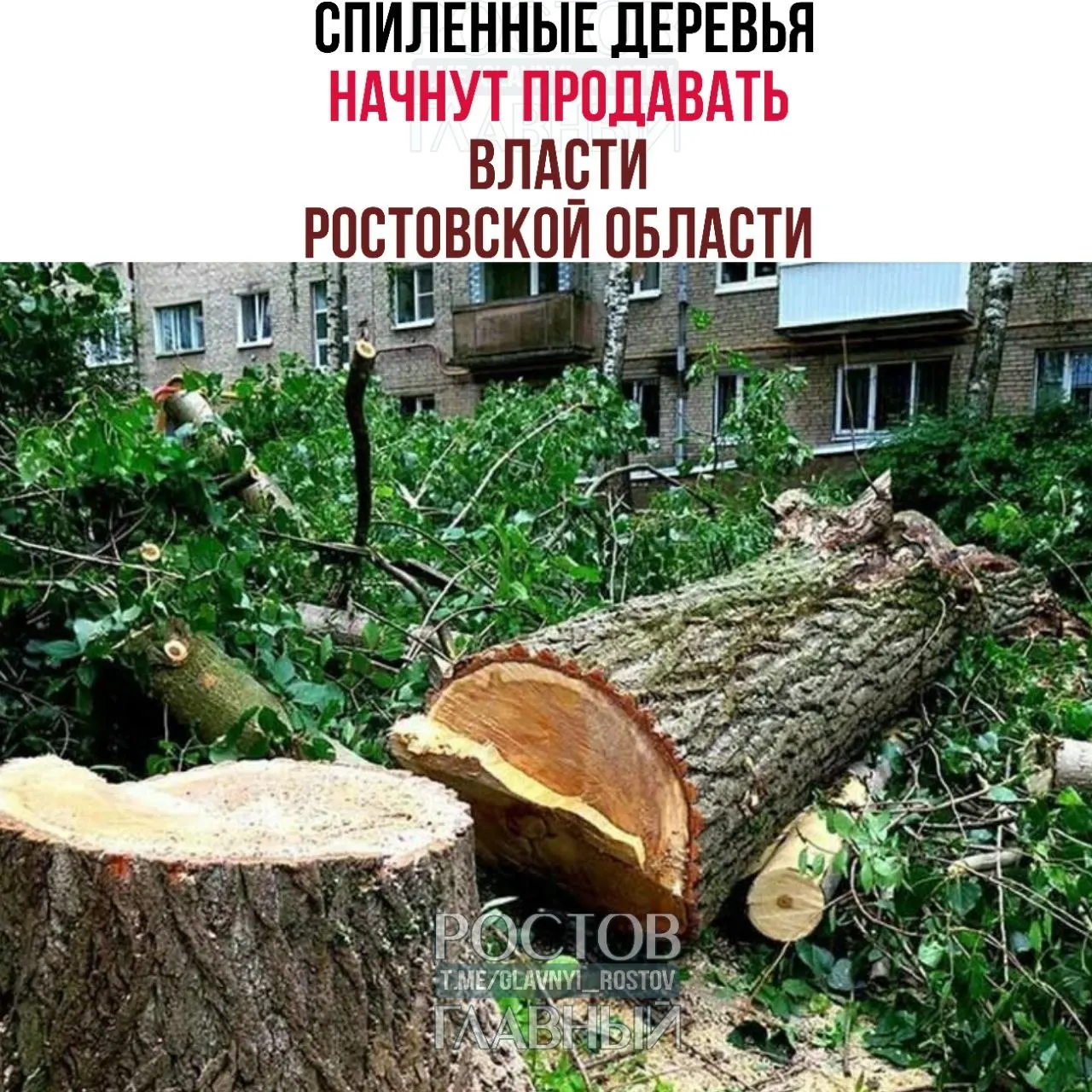 В регионе подготовили проект постановления о порядке продажи древесины, срубленной на государственной земле; новые правила могут вступить в силу с 1 июля 2026 года.