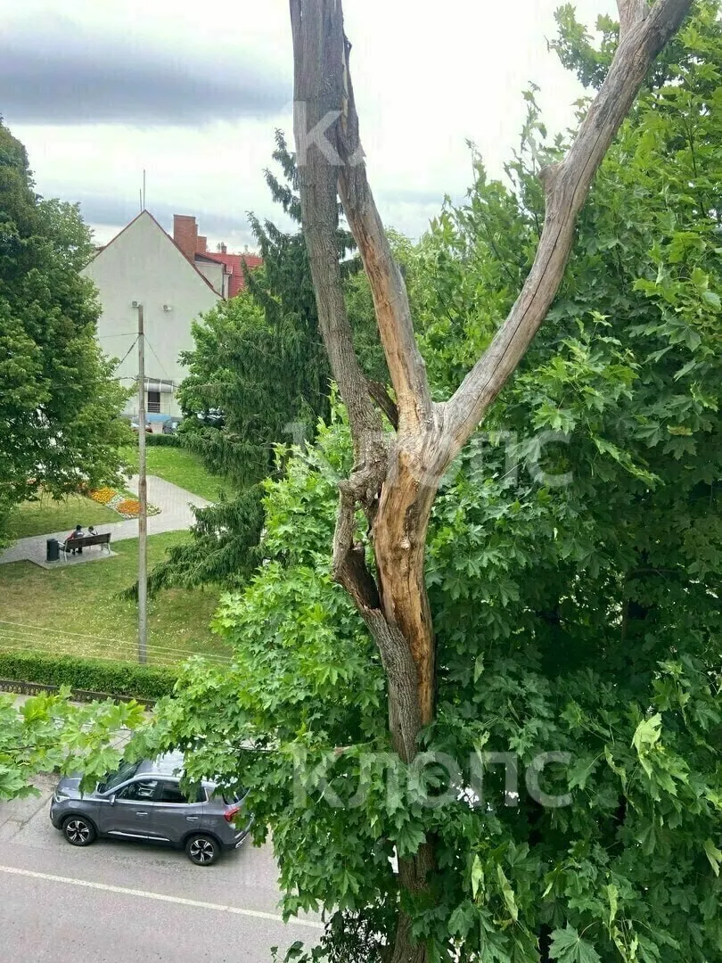 У дома на улице Коммунальная обвалился ствол дерева: кусок коры навис над тротуаром. Жильцы жалуются на медленные действия управляющей компании — один из соседей самостоятельно сдернул опасные фрагменты с помощью телескопической удочки.