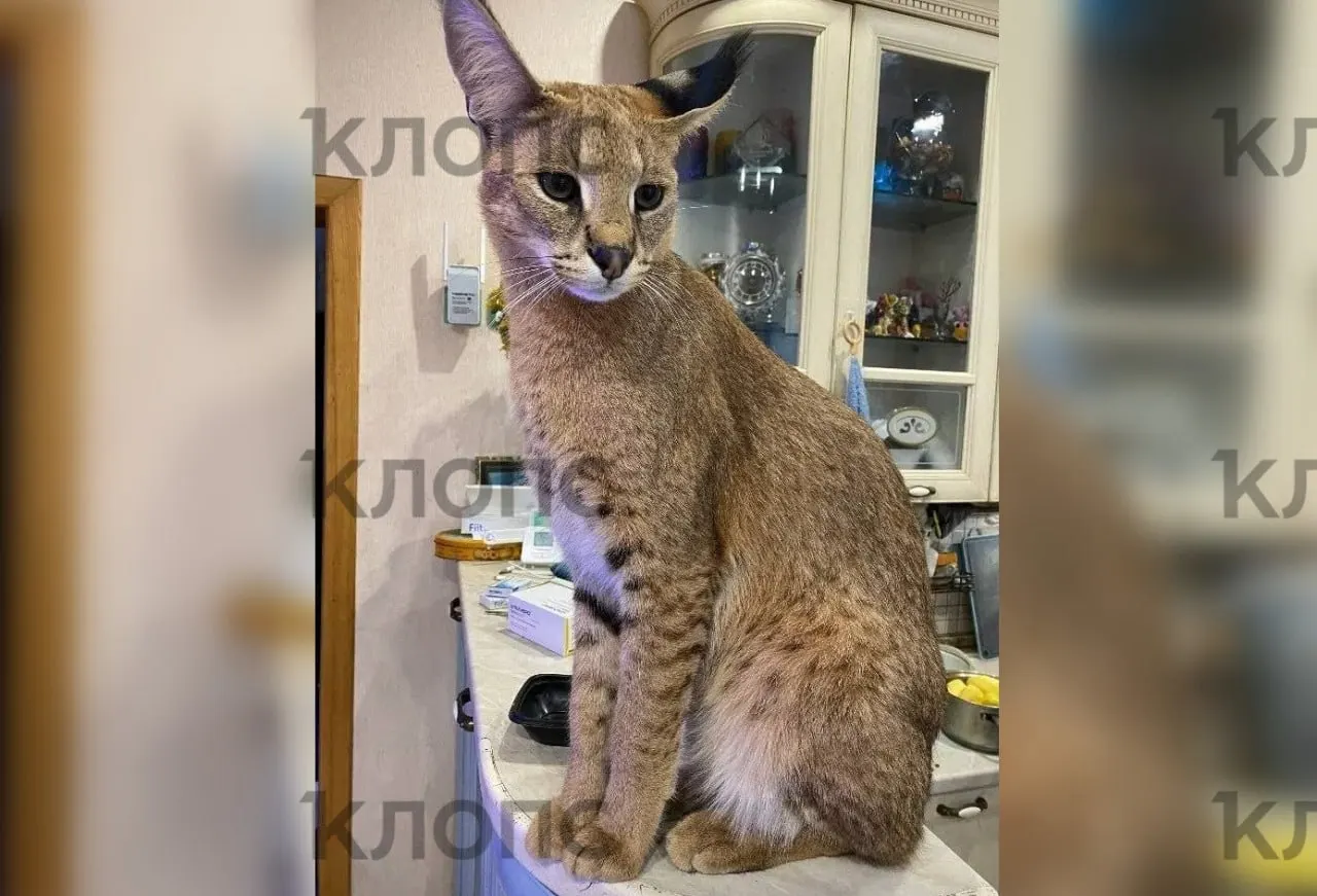 Кот Ричи самостоятельно открыл пластиковое окно на третьем этаже, спрыгнул на балкон и исчез. Хозяин просит не трогать животное и звонить по указанному номеру.