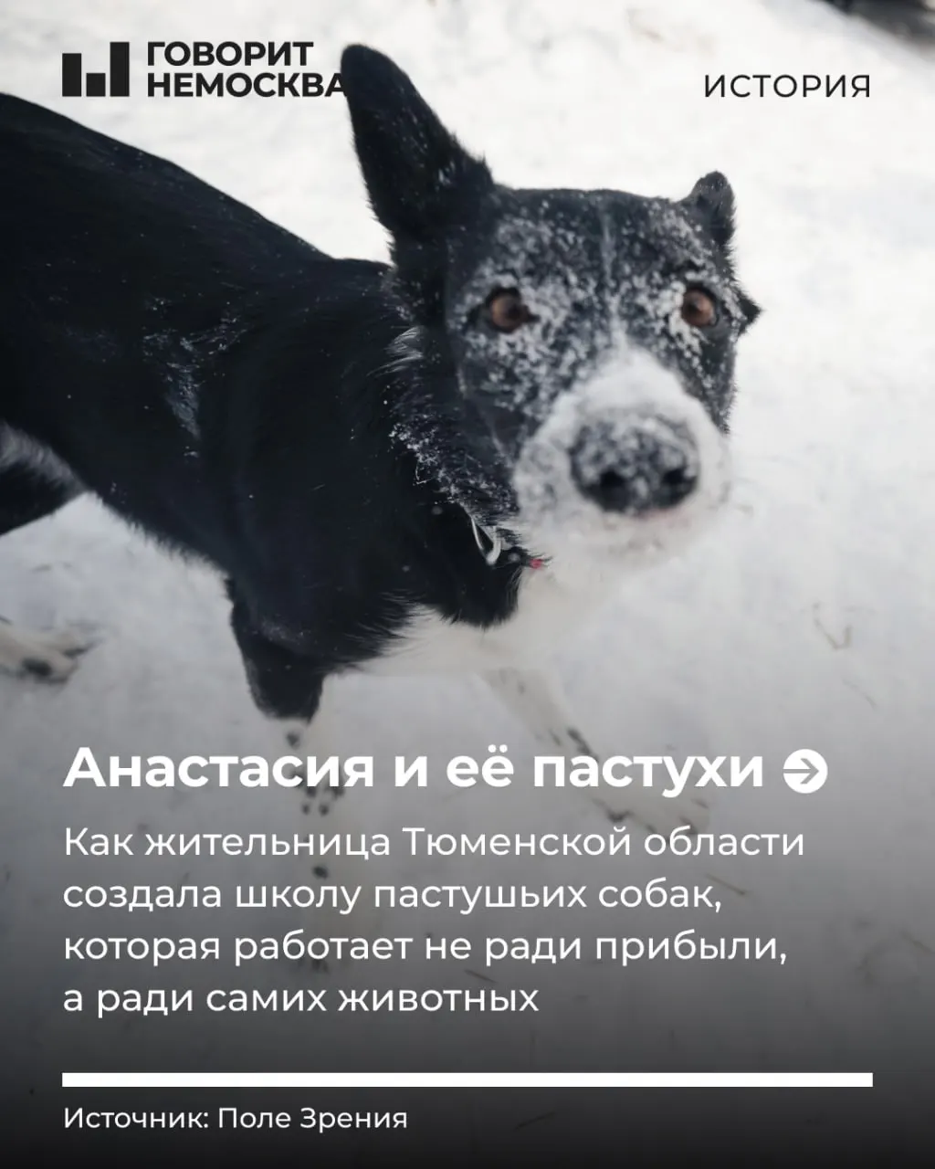 Школа «Черная овечка» в Тюмени восстанавливает у собак природные навыки пастуха, тренируя их на овцах и помогая владельцам понять нужды рабочих пород.