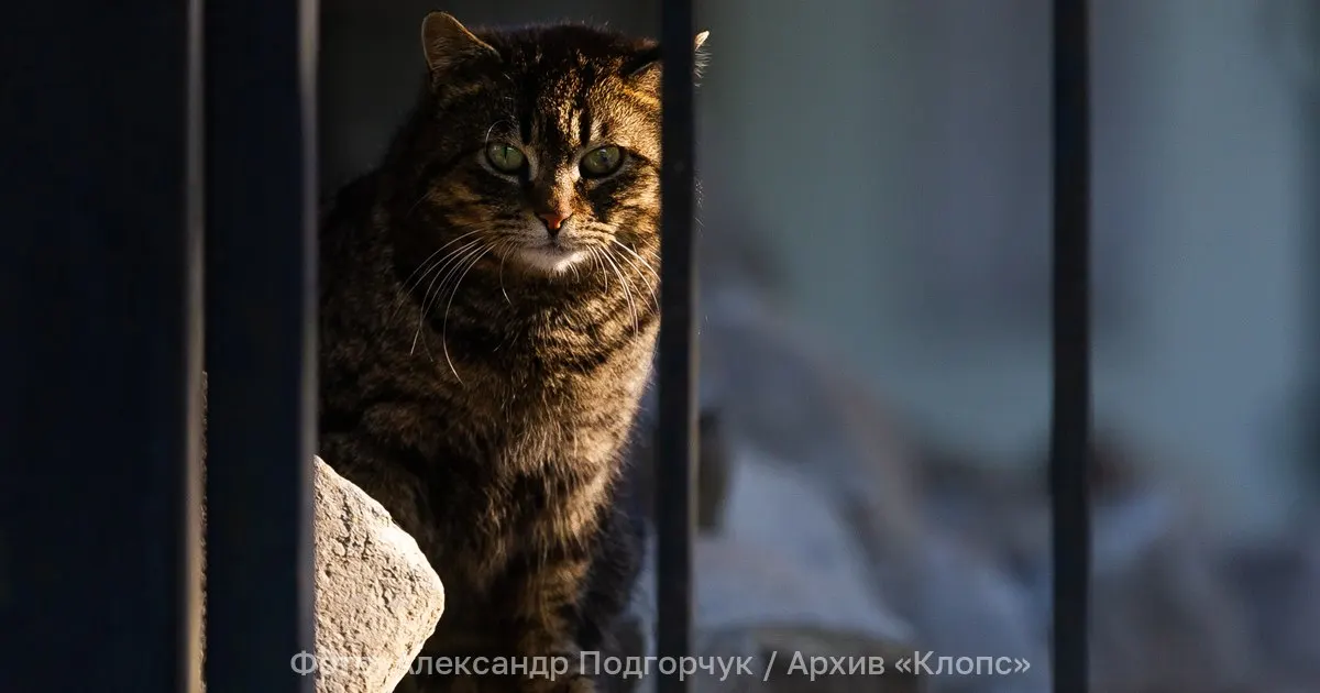 В Калининграде рассказали, куда обращаться, чтобы оформить заявку на отлов безнадзорных животных: какие данные нужно указать и по каким каналам можно отправить обращение.