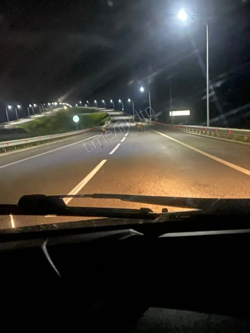 Двое взрослых медведей замечены на объездной дороге в Усолье‑Сибирском. Очевидцы спорят о точном месте наблюдения, есть также сообщения о перебежавшем оленёнке.