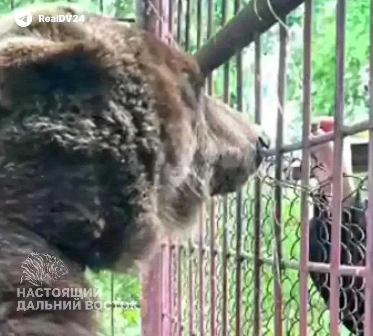Медведицу Майку из Приморского края, которую с 2015 года держали в частной собственности и использовали для натаскивания собак, нашли с признаками длительного психологического стресса. Животное планируют перевезти в парк‑приют, а прокуратура проверяет условия содержания.