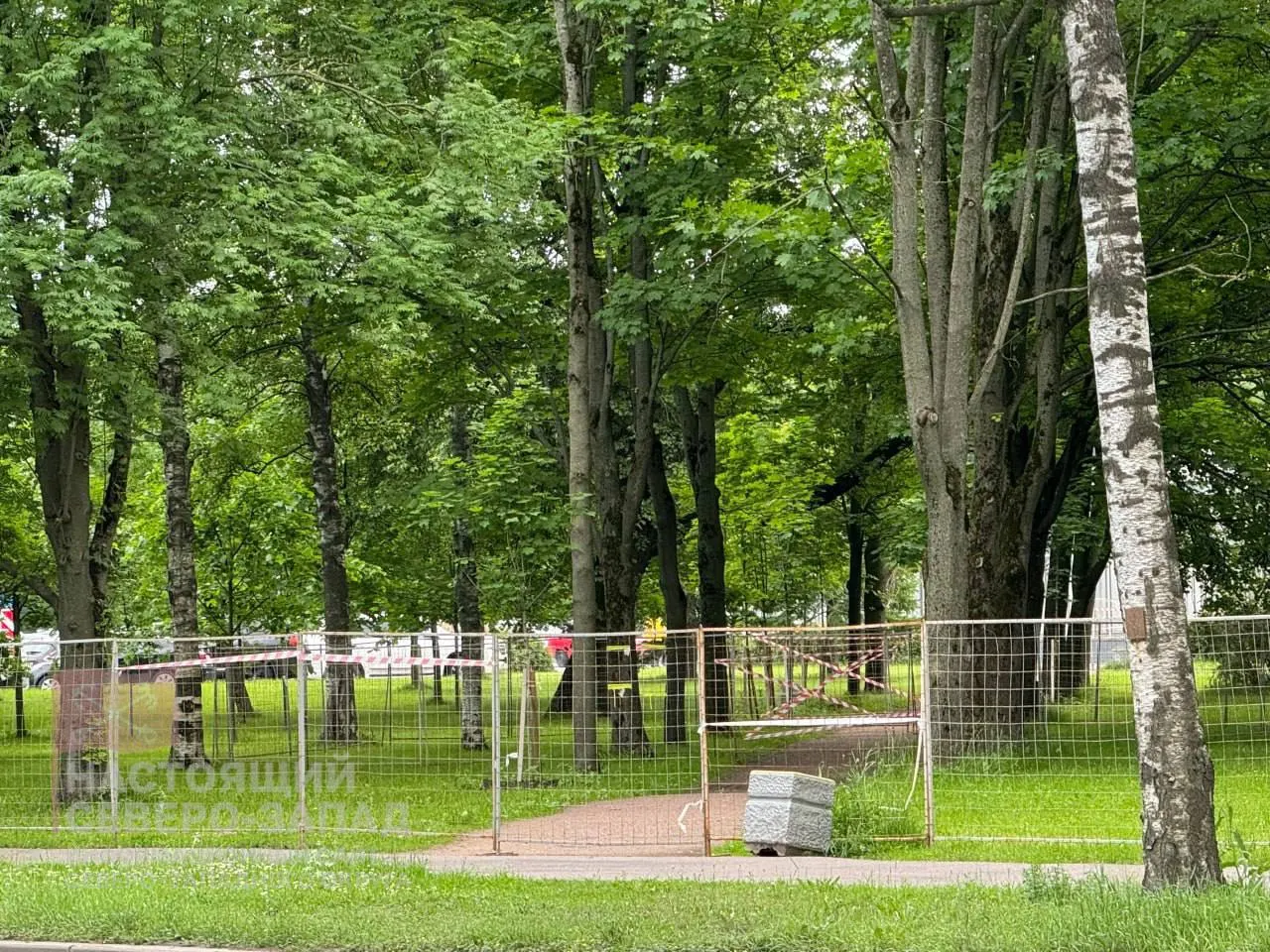 В Стародеревенском сквере на улице Савушкина срубили десятки взрослых деревьев и кустарников. Руководство района называет это частью проекта благоустройства, жители считают действия бессмысленной тратой бюджета и требуют объяснений.