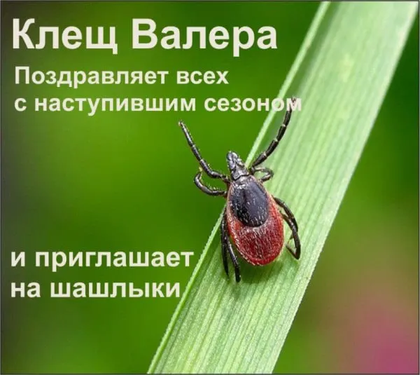 Роспотребнадзор отмечает повышенную угрозу заражения клещевым вирусным энцефалитом в Карелии и соседних областях. В республике заболеваемость выросла в 2,1 раза, зарегистрированы случаи среди детей.