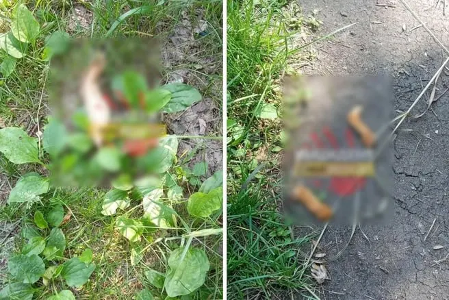 В омском парке 30‑летия ВЛКСМ обнаружили расчленённую белку. Директор парка предполагает, что животное растерзали сороки и вороны; полиция проведёт проверку, хотя заявлений пока нет.