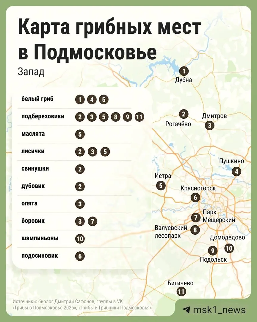 В начале лета в лесах Подмосковья массово пошли грибы — публикуем актуальные точки сбора в разных районах области.