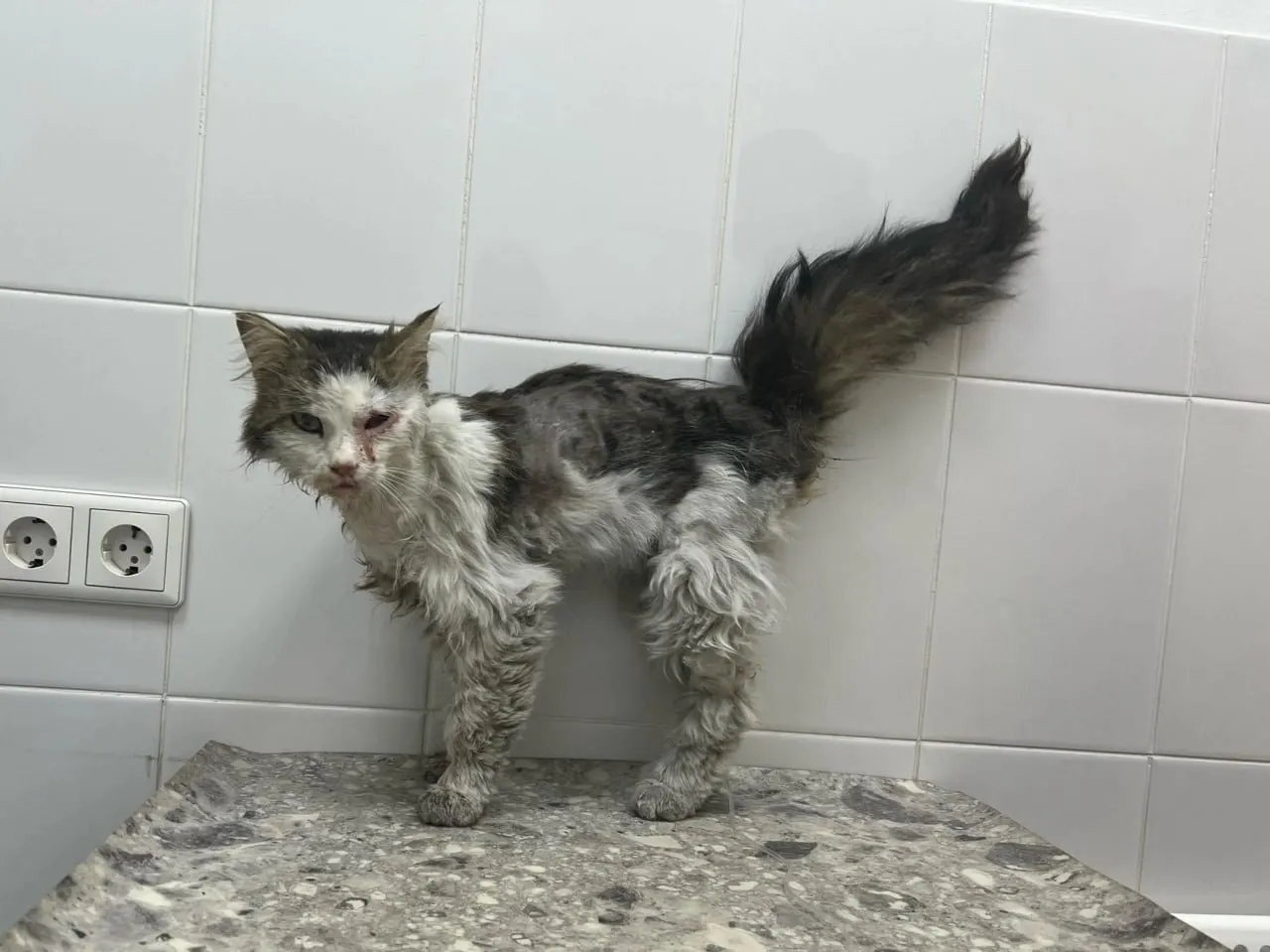 Кота нашли у ОбьГЭС с серьёзной травмой глаза и раной во рту. После операции он восстанавливается — волонтёры ищут для него новый дом и помощь.